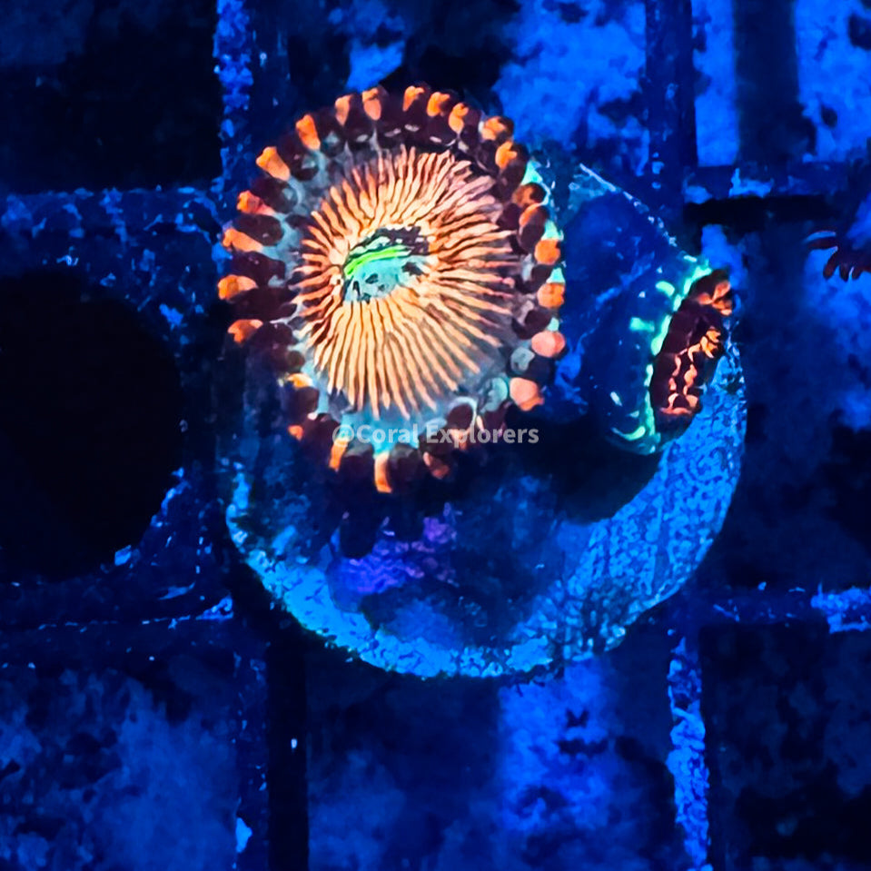 CE- WYSIWYG White Zombie Zoa Zoanthid Frag Live Coral LPS SPS #R1GG12