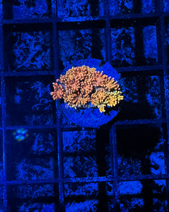 CE- WYSIWYG Sunburst Delight Rainbow Goni Frag - Live Coral Frag LPS SPS #R1GG12