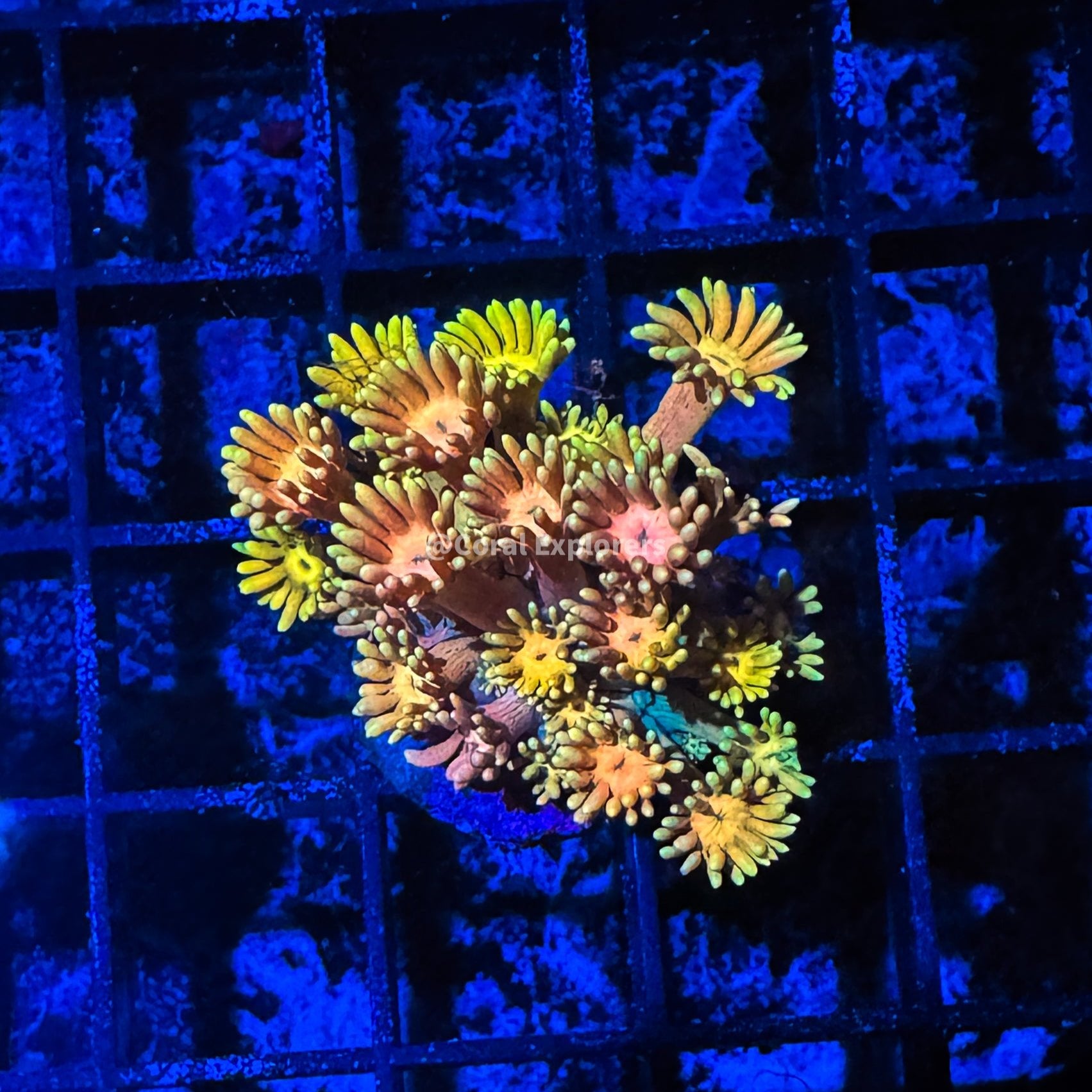 CE- WYSIWYG Passion Fruit Rainbow Goni Frag - Live Coral Frag LPS SPS #R1GG13