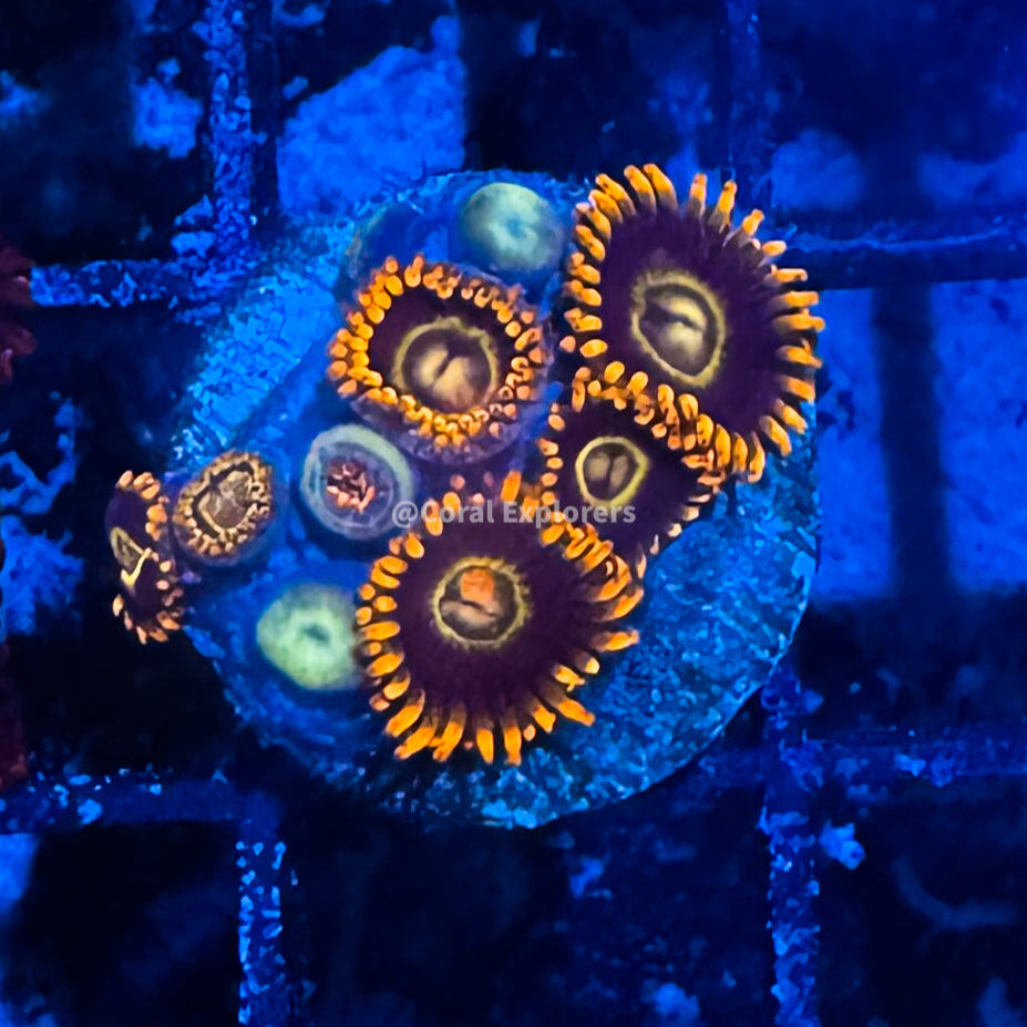 CE- WYSIWYG Rainbow Hornet Zoa Zoanthid Frag Live Coral LPS SPS #R1GG14