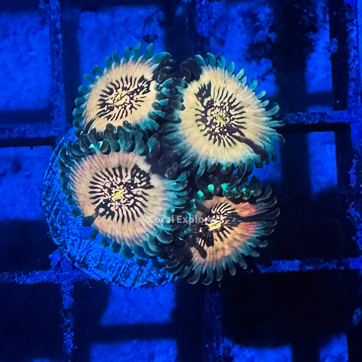 CE- WYSIWYG Hawaiian Ding Dang Zoa Zoanthid Frag Live Coral LPS SPS #R1GG15