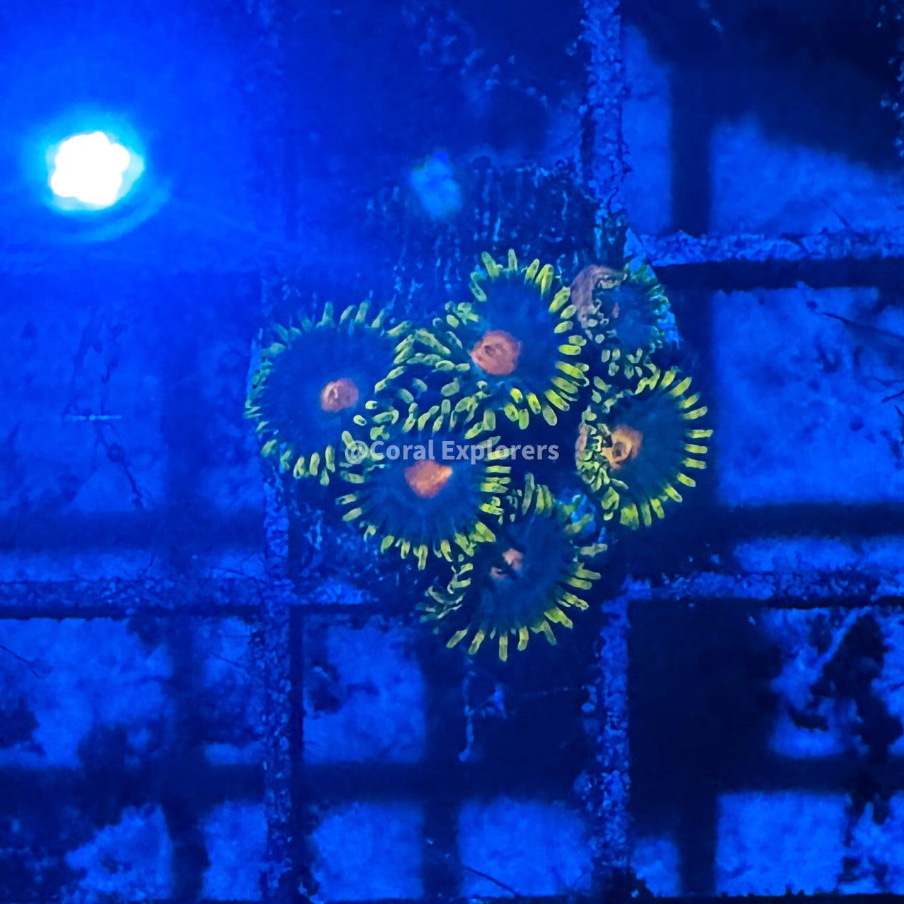 CE- WYSIWYG Green Bay Packers Zoa Zoanthid Frag Live Coral LPS SPS #R1GG16