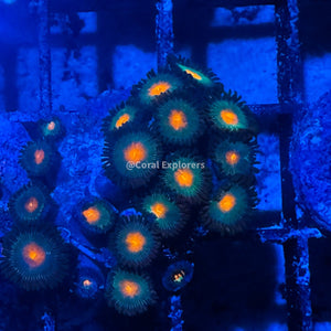 CE- WYSIWYG Gorilla Nipple Zoa Zoanthid Frag Live Coral LPS SPS #R1GG17
