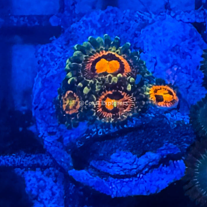 CE- WYSIWYG Rainbow Incinerator Zoa Zoanthid Frag Live Coral LPS SPS #R1GG18