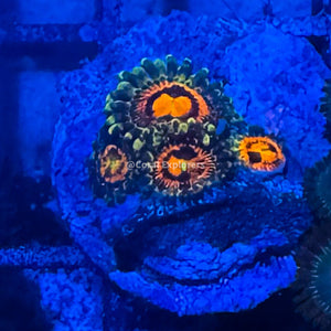 CE- WYSIWYG Rainbow Incinerator Zoa Zoanthid Frag Live Coral LPS SPS #R1GG18