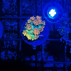 CE- WYSIWYG Yin-Yang Petal Rainbow Goni Frag - Live Coral Frag LPS SPS #R1GG1