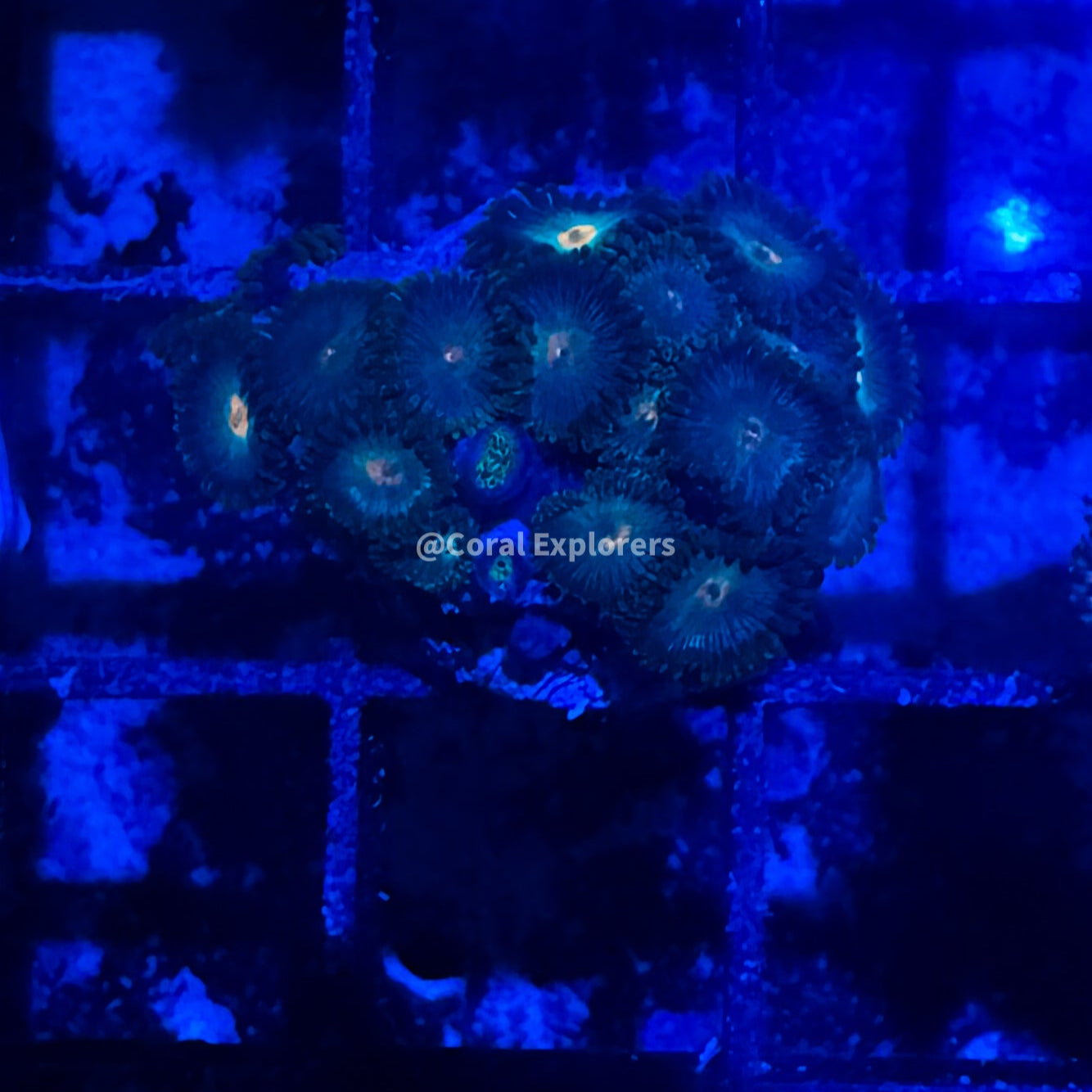 CE- WYSIWYG Mix Combo Zoa Zoanthid Frag Live Coral LPS SPS #R1GG2
