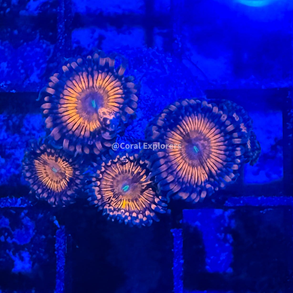 CE- WYSIWYG Crybaby Zoa Zoanthid Frag Live Coral LPS SPS #R1GG3