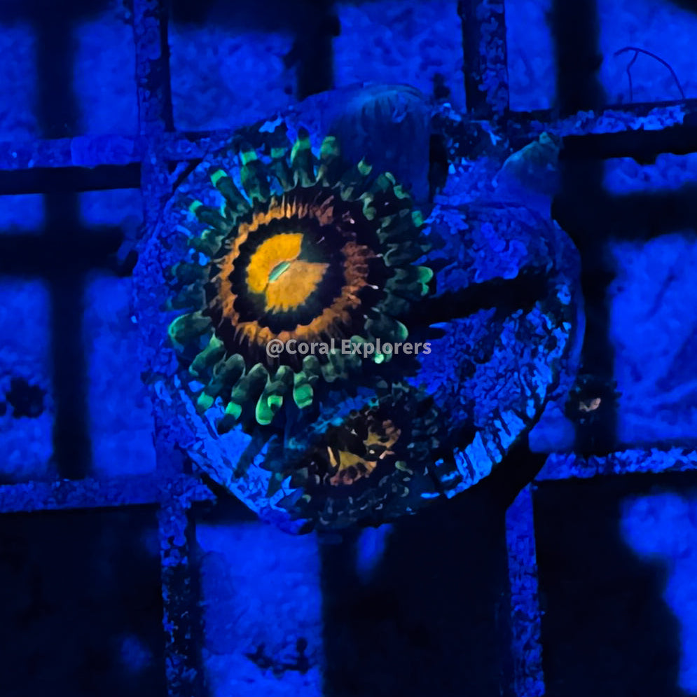 CE- WYSIWYG Rainbow Incinerator Zoa Zoanthid Frag Live Coral LPS SPS #R1GG4
