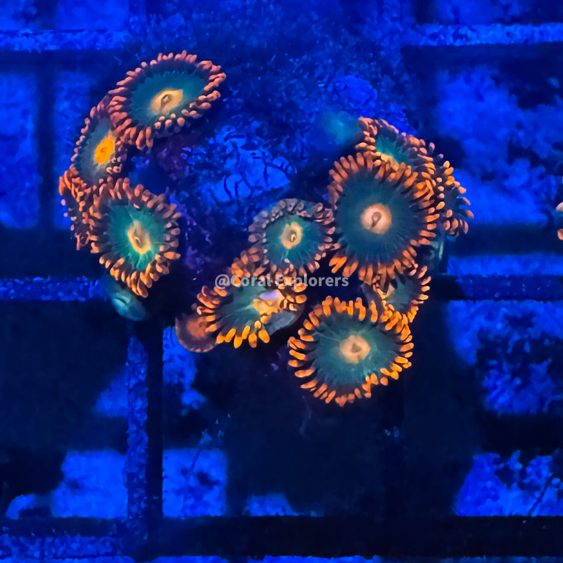 CE- WYSIWYG Gatorade Zoa Zoanthid Frag Live Coral LPS SPS #R1GG4