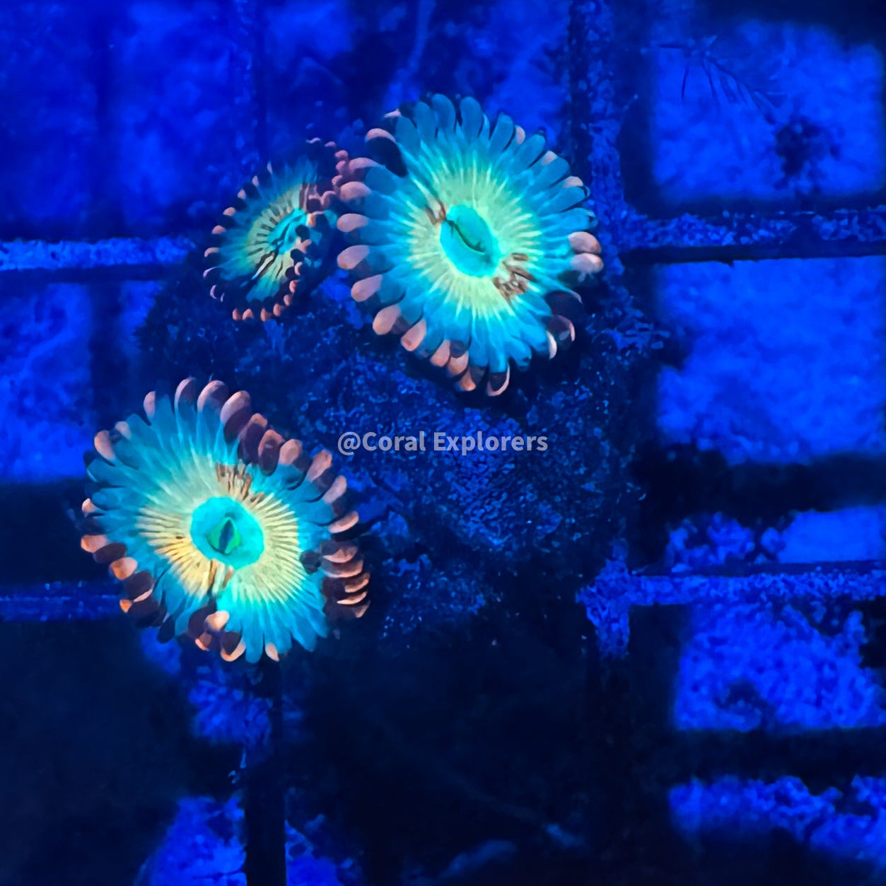 CE- WYSIWYG Seduction Zoa Zoanthid Frag Live Coral LPS SPS #R1GG5