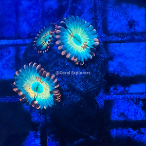 CE- WYSIWYG Seduction Zoa Zoanthid Frag Live Coral LPS SPS #R1GG5