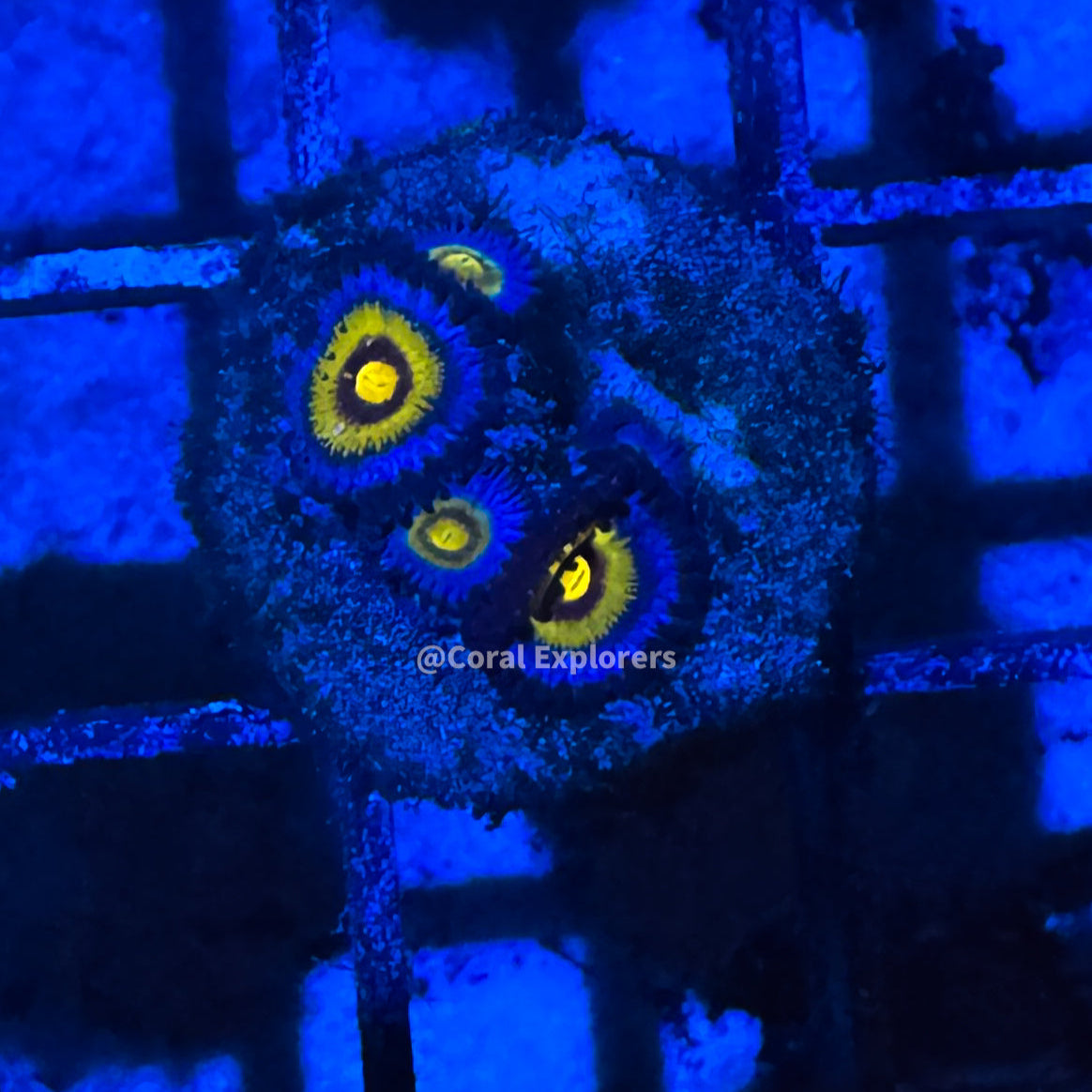 CE- WYSIWYG OG Wolverine Zoa Zoanthid Frag Live Coral LPS SPS #R1GG6