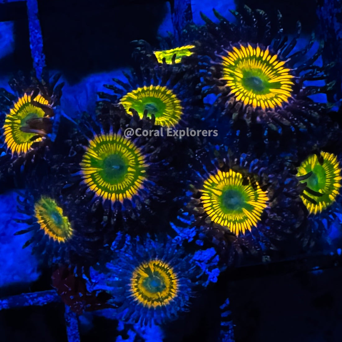 CE- WYSIWYG Sunny D Zoa Zoanthid Frag Live Coral LPS SPS #R1GG8