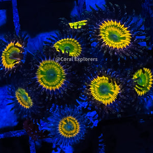 CE- WYSIWYG Sunny D Zoa Zoanthid Frag Live Coral LPS SPS #R1GG8