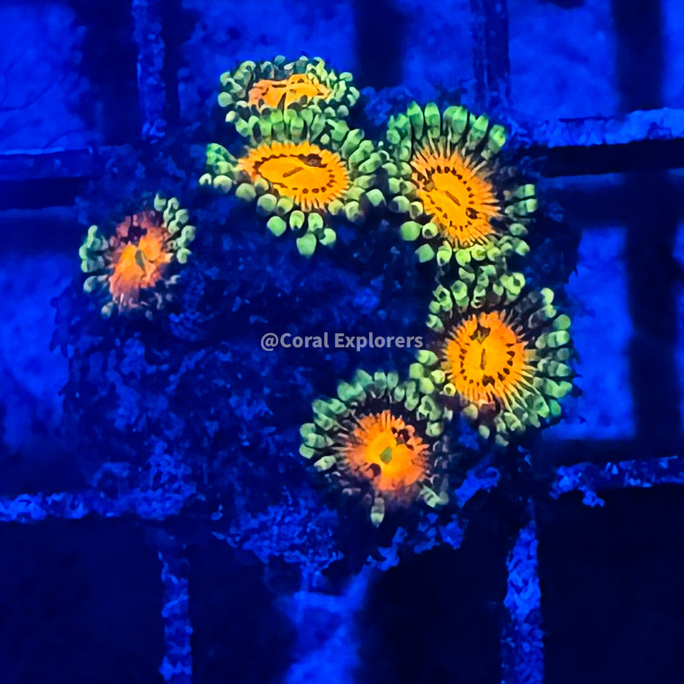 CE- WYSIWYG Rainbow Incinerator Zoa Zoanthid Frag Live Coral LPS SPS #R1GG9