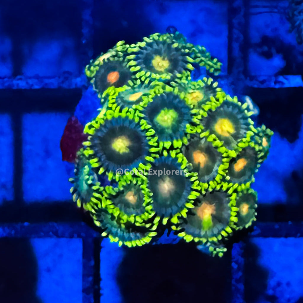 CE- WYSIWYG Green Bay Packers Zoa Zoanthid Frag Live Coral LPS SPS #R1GH10