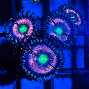 CE- WYSIWYG Pink Constellation Zoa Zoanthid Frag Live Coral LPS SPS #R1GH11