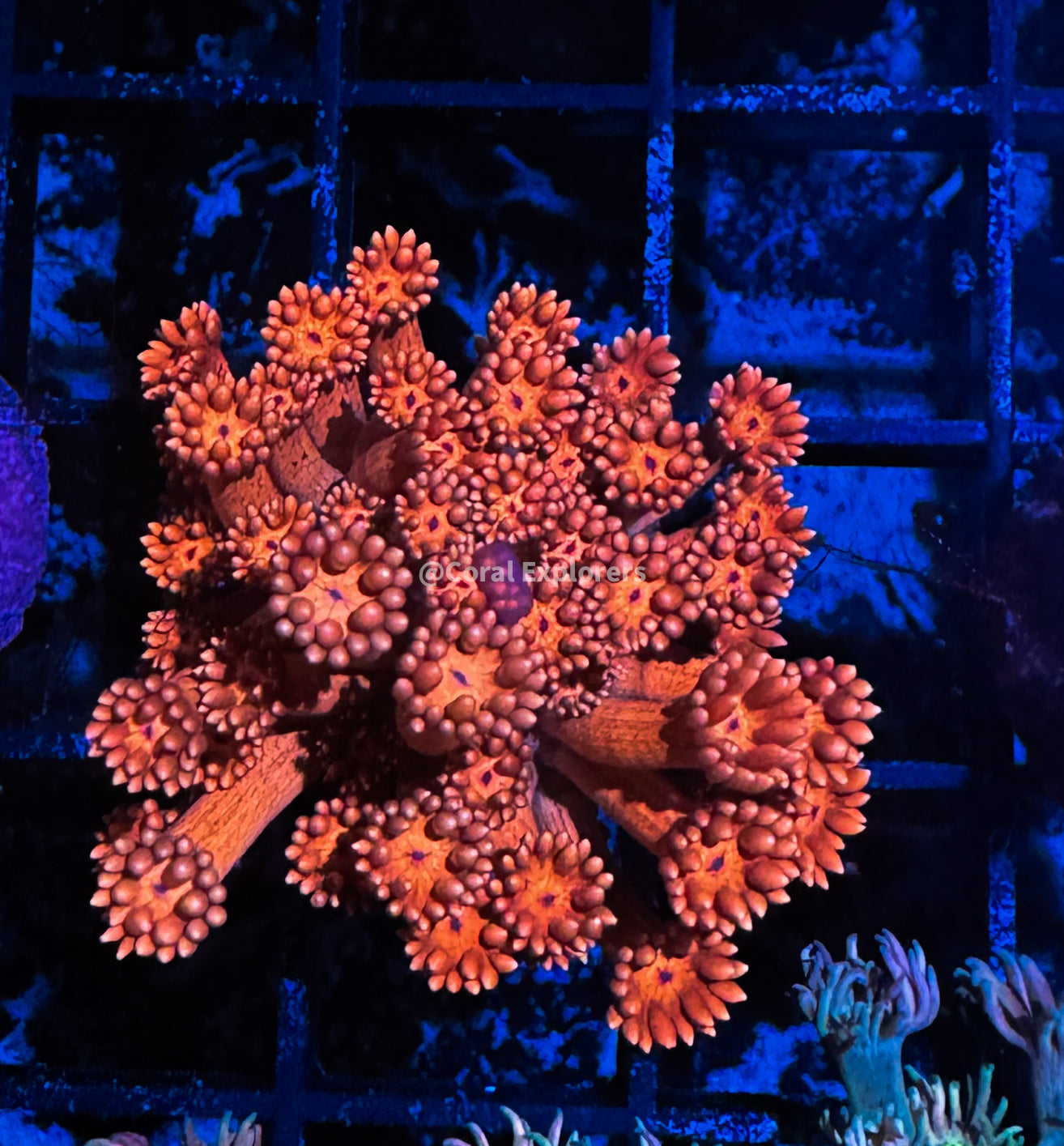 CE- WYSIWYG Strawberry Daiquiri Rainbow Goni Frag -Coral Frag LPS SPS #R1GH11