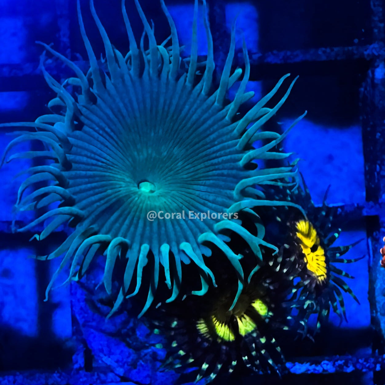 CE- WYSIWYG Mix Combo Zoa Zoanthid Frag Live Coral LPS SPS #R1GH12