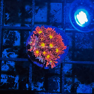 CE- WYSIWYG Splitfire Rainbow Goni Frag - Live Coral Frag LPS SPS #R1GH13