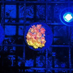 CE- WYSIWYG Rose Petal Rainbow Goni Frag - Live Coral Frag LPS SPS #R1GH14