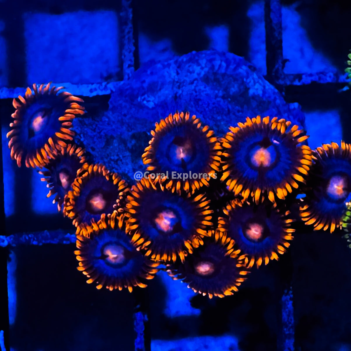 CE- WYSIWYG Fire and Ice Zoa Zoanthid Frag Live Coral LPS SPS #R1GH14