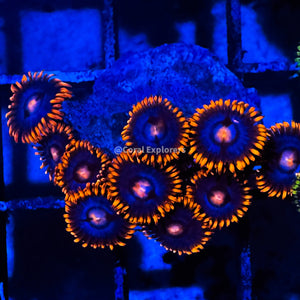 CE- WYSIWYG Fire and Ice Zoa Zoanthid Frag Live Coral LPS SPS #R1GH14