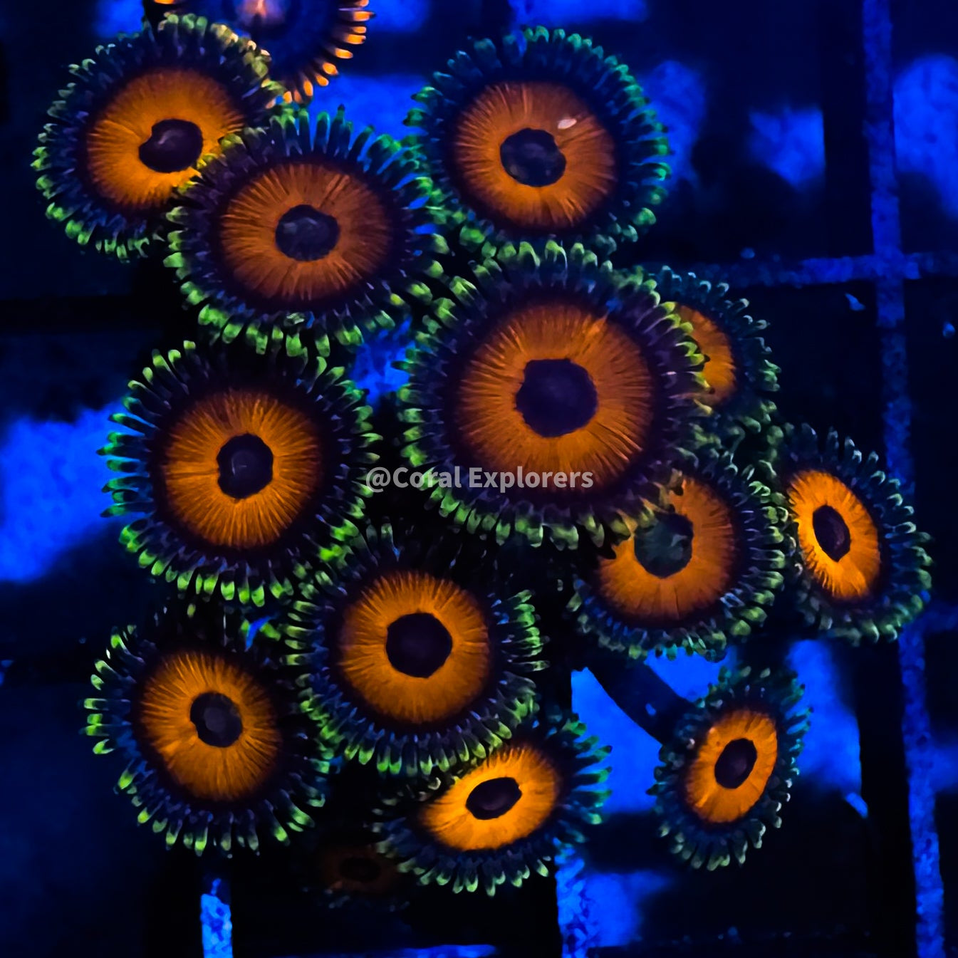 CE- WYSIWYG Whammin Watermelon Zoanthid Frag Live Coral LPS SPS #R1GH15
