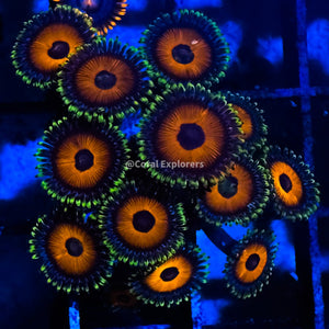 CE- WYSIWYG Whammin Watermelon Zoanthid Frag Live Coral LPS SPS #R1GH15