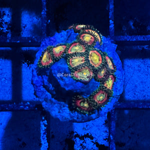CE- WYSIWYG Pixie Dust Zoa Zoanthid Frag Live Coral LPS SPS #R1GH16