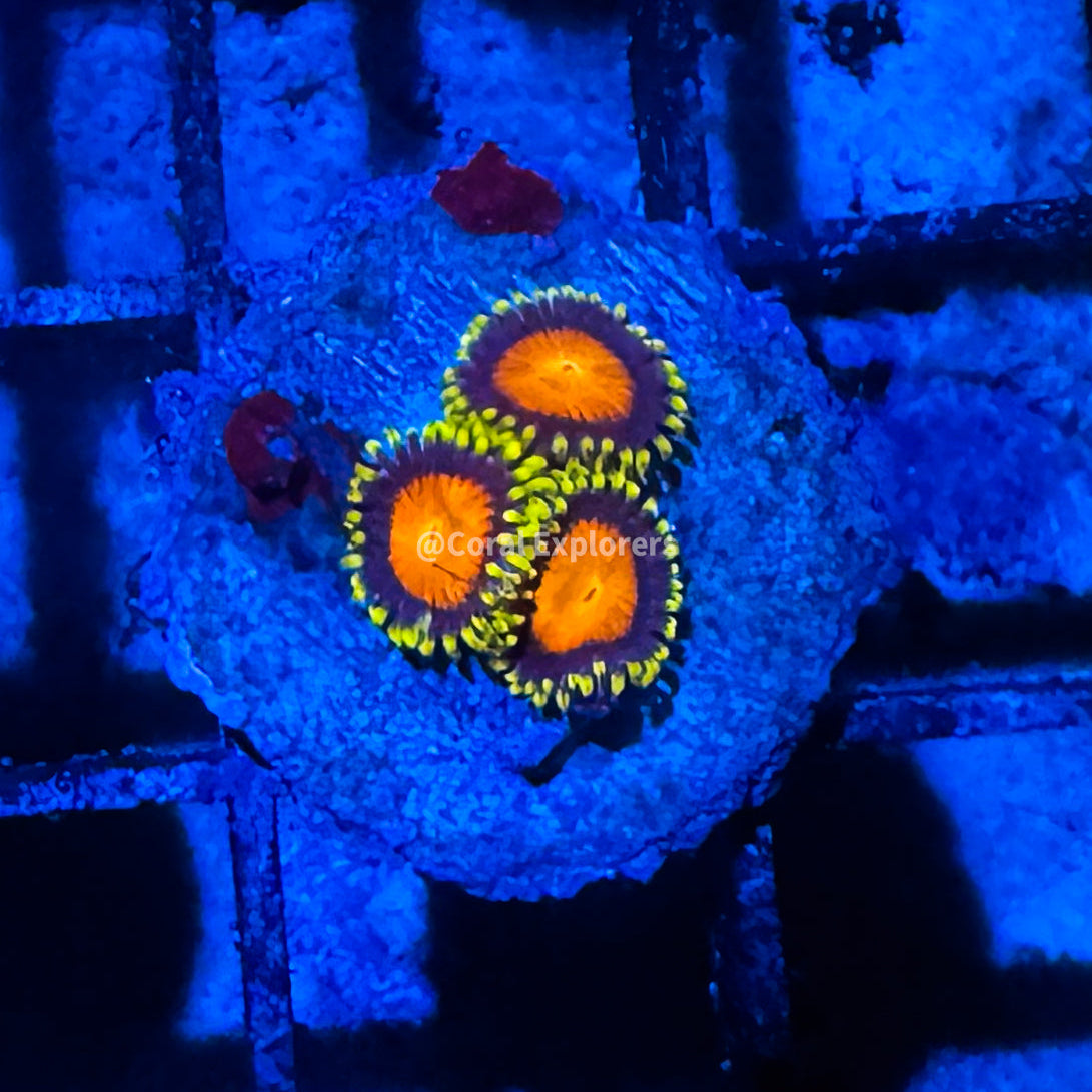 CE- WYSIWYG Dragon Eye Zoa Zoanthid Frag Live Coral LPS SPS #R1GH17