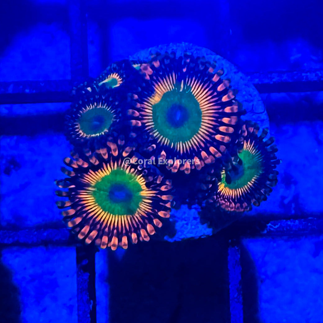 CE- WYSIWYG Ultra Bowser Zoanthid Frag Live Coral LPS SPS #R1GH17