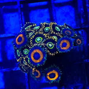 CE- WYSIWYG Mix Combo Zoanthid Frag Live Coral LPS SPS #R1GH18