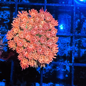 CE- WYSIWYG Raspberry Delight Rainbow Goni Frag - Live Coral Frag LPS SPS #R1GH2