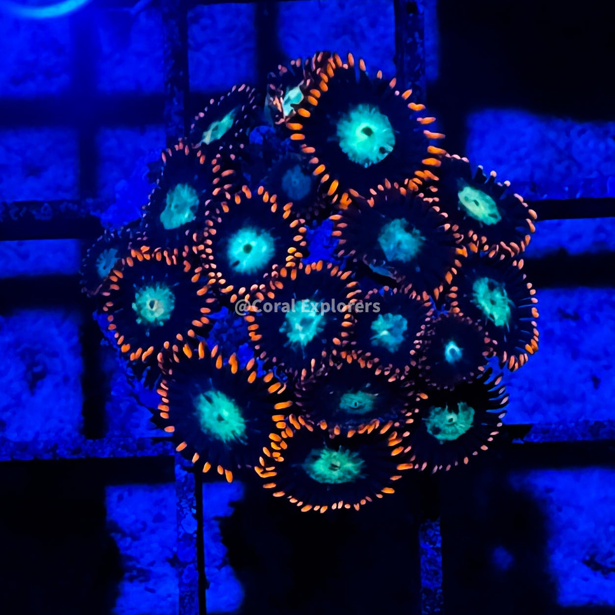 CE- WYSIWYG Alpha Omega Zoa Zoanthid Frag Live Coral LPS SPS #R1GH4