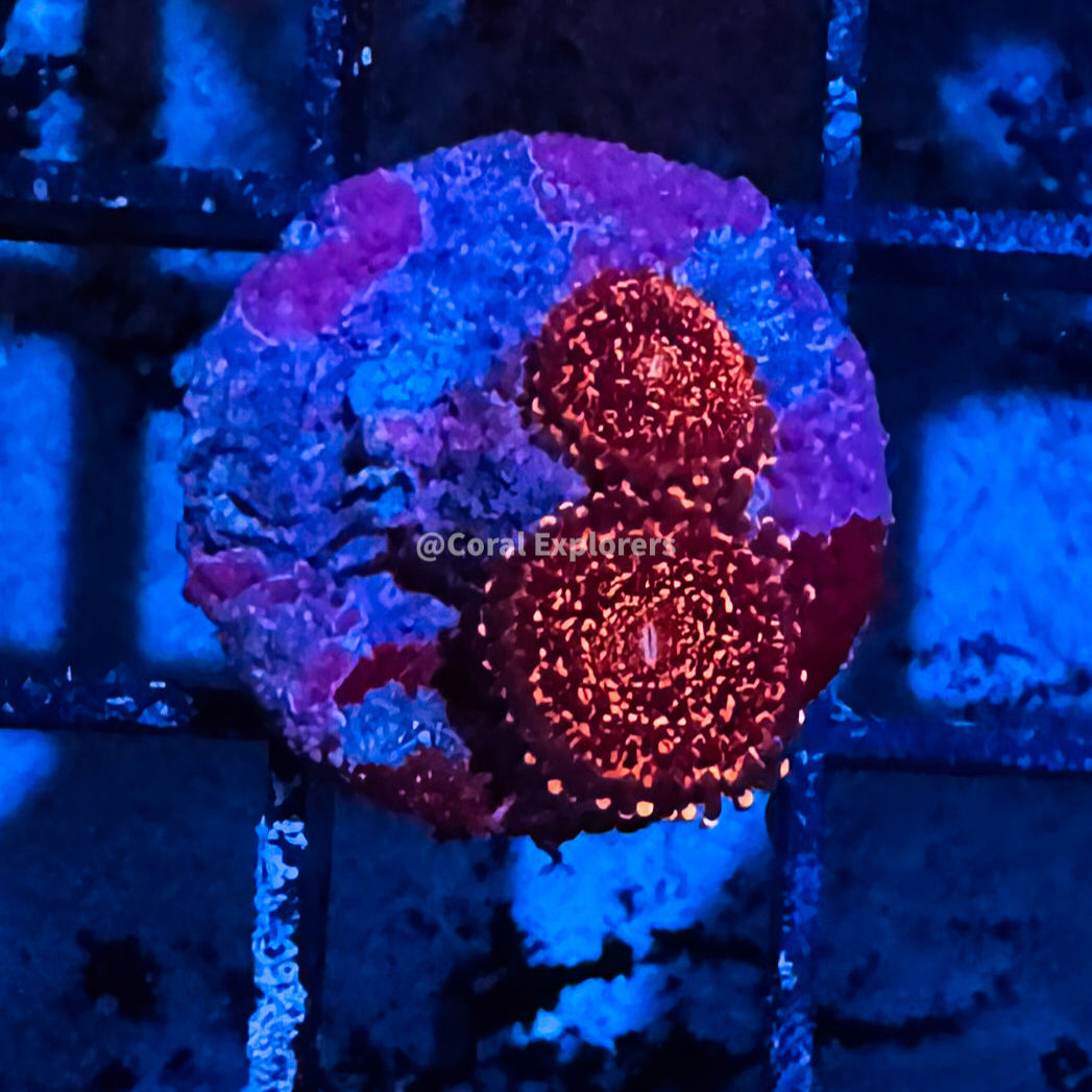 CE- WYSIWYG Nightmare Zoa Zoanthid Frag Live Coral LPS SPS #R1GH4