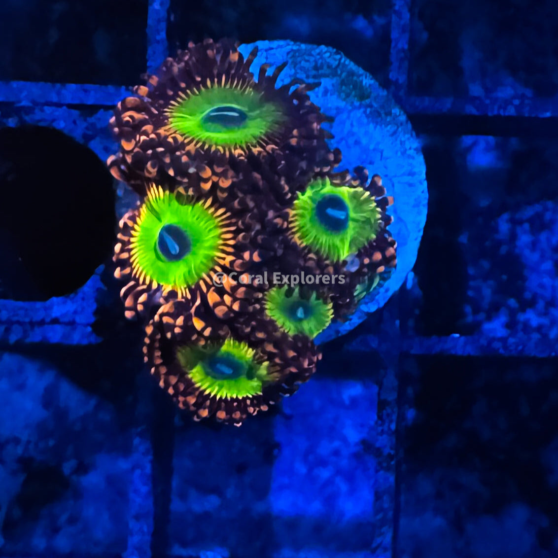 CE- WYSIWYG Candy Apple Zoa Zoanthid Frag Live Coral Frag LPS SPS #R1GH5