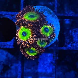 CE- WYSIWYG Candy Apple Zoa Zoanthid Frag Live Coral Frag LPS SPS #R1GH5