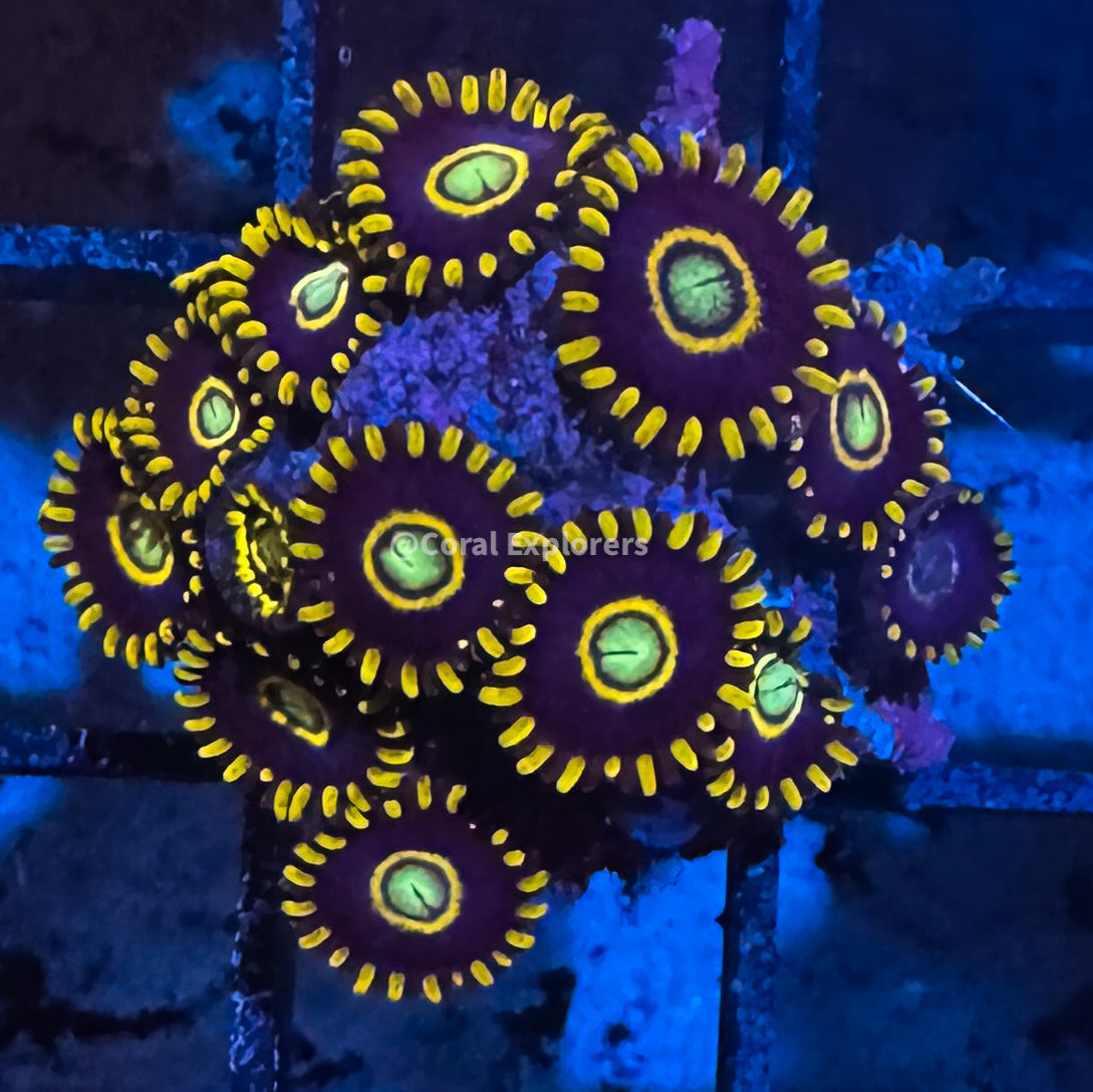 CE- WYSIWYG Blue Hornet Zoa Zoanthid Frag Live Coral LPS SPS #R1GH5