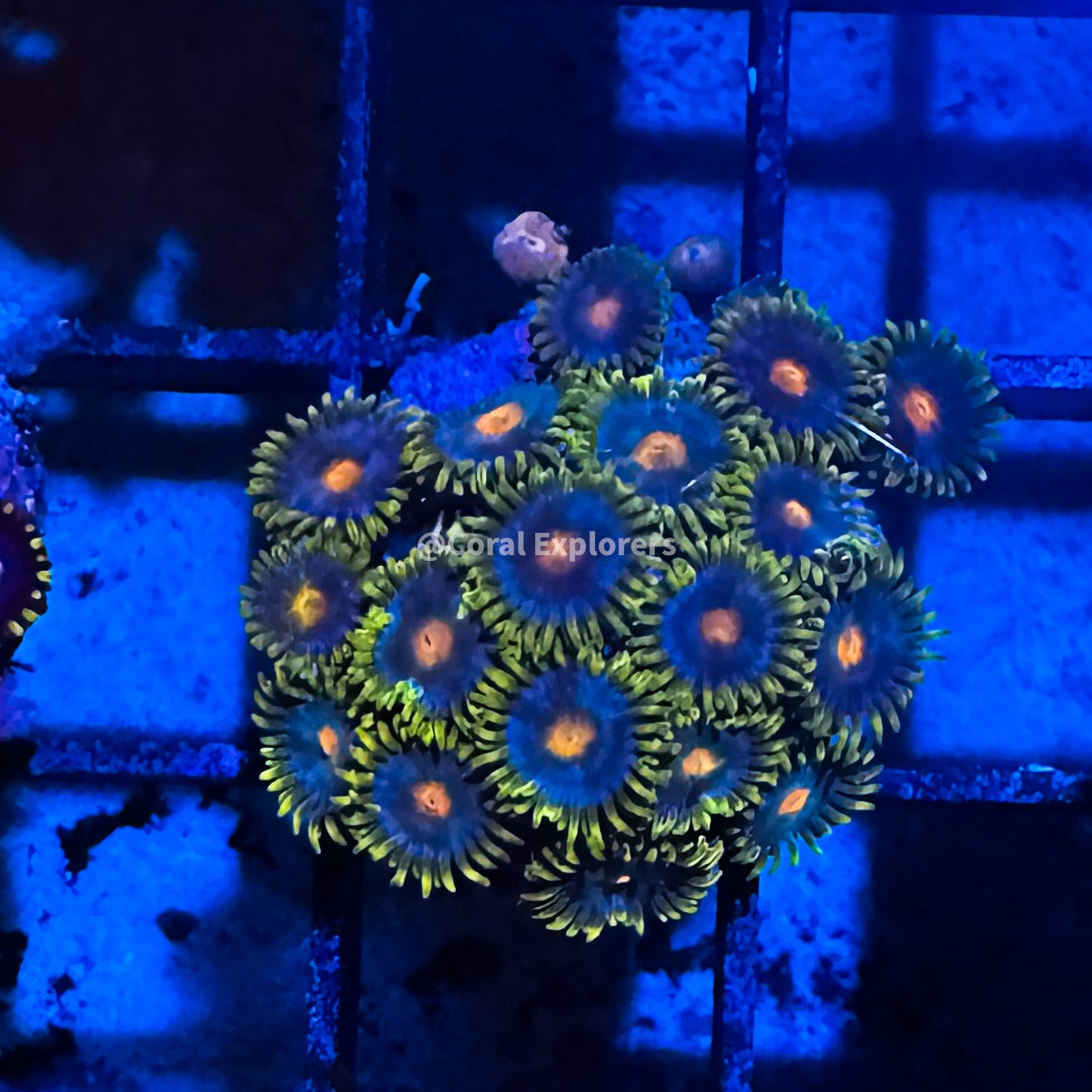 CE- WYSIWYG Blowpop Zoa Zoanthid Frag Live Coral LPS SPS #R1GH6