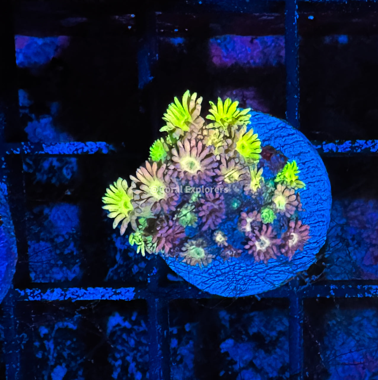 CE- WYSIWYG Captain Crunch Rainbow Goni Frag - Live Coral Frag LPS SPS #R1GH7