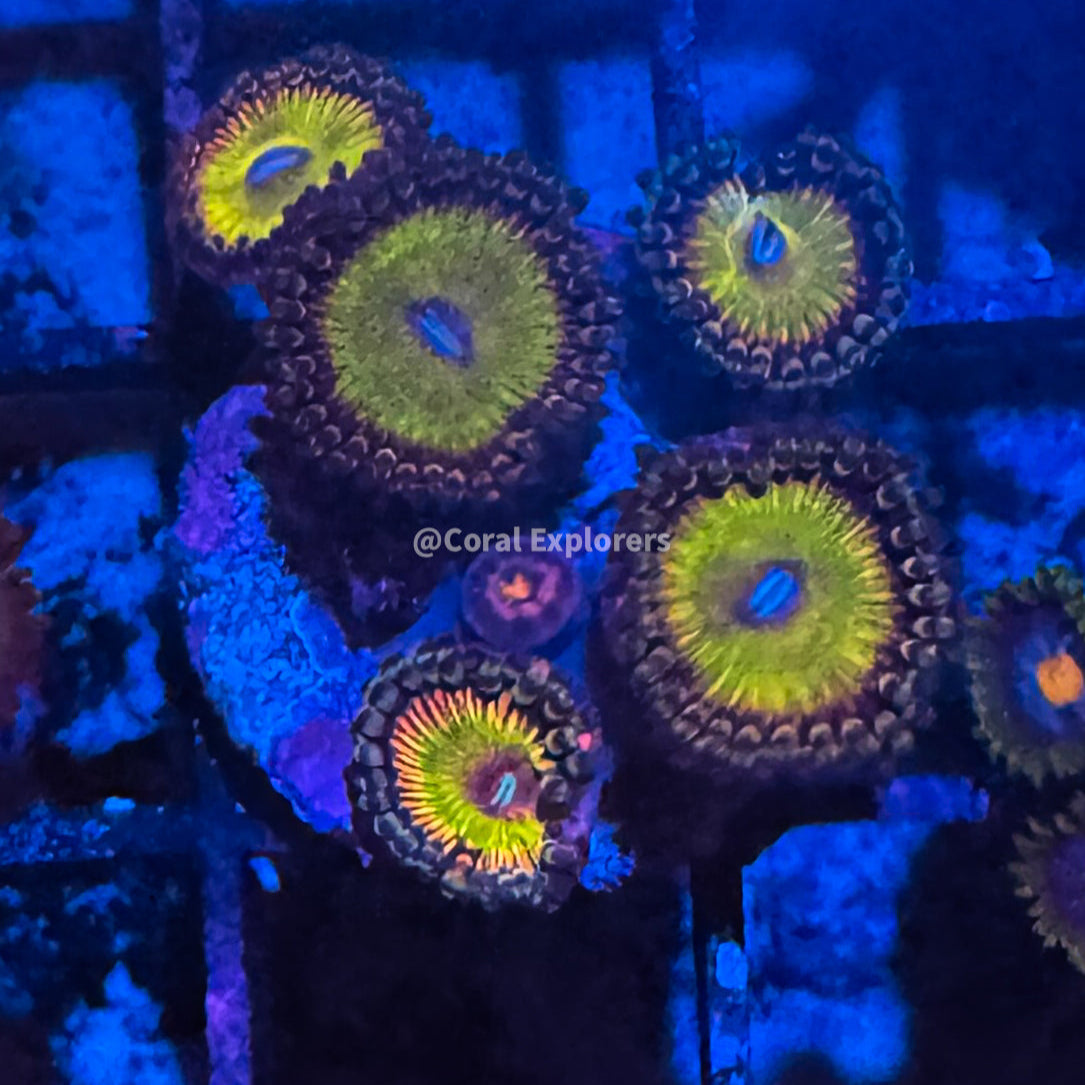 CE- WYSIWYG Rainbow Troll Zoa Zoanthid Frag Live Coral LPS SPS #R1GH8
