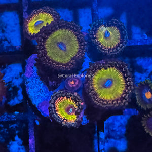 CE- WYSIWYG Rainbow Troll Zoa Zoanthid Frag Live Coral LPS SPS #R1GH8