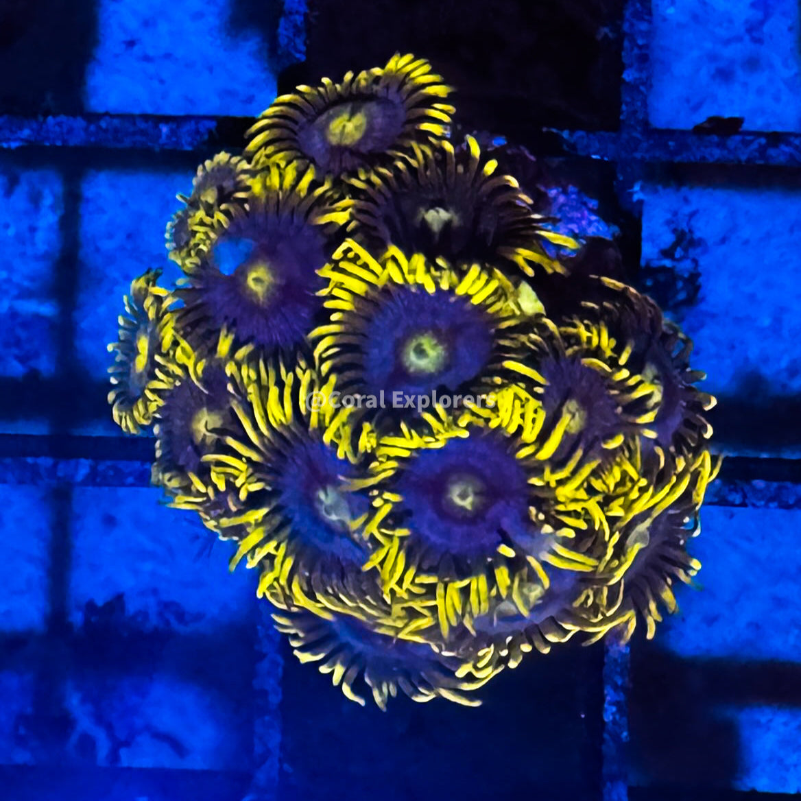 CE- WYSIWYG Frozen Hornet Zoa Zoanthid Frag Live Coral LPS SPS #R1GH8