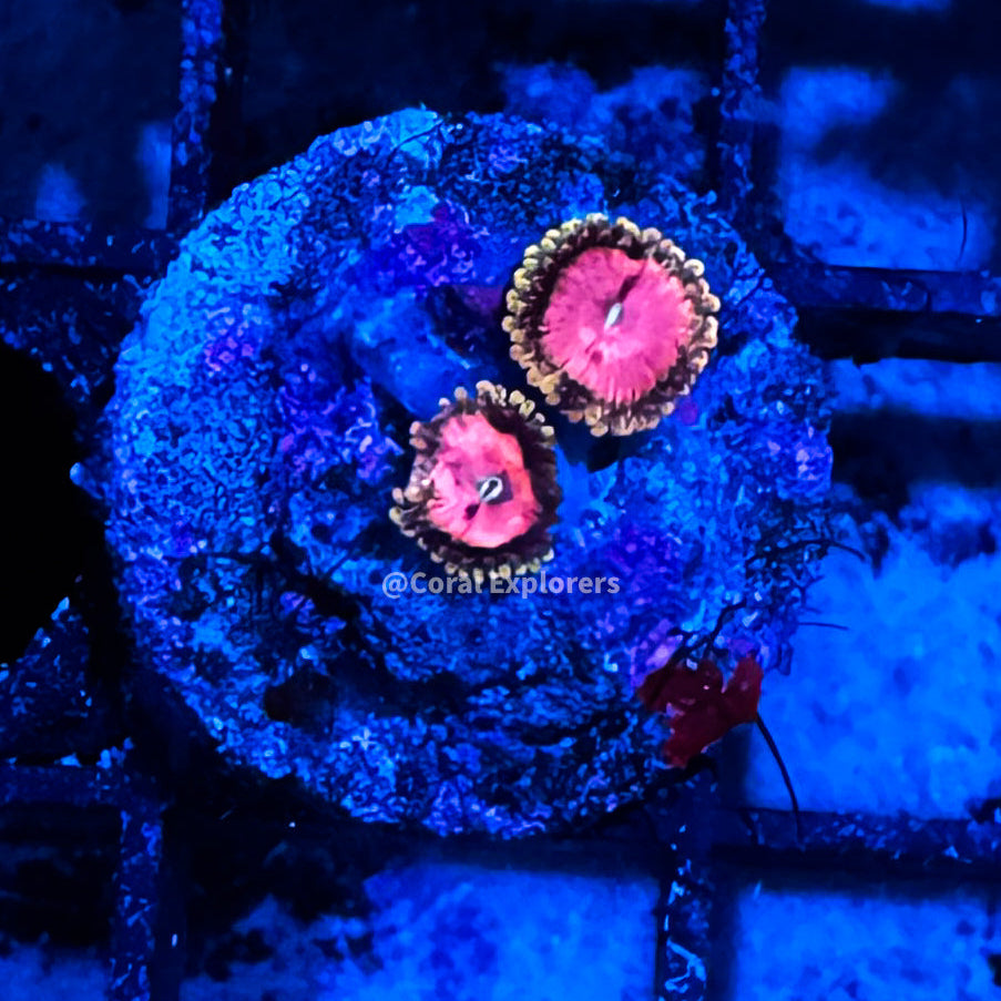 E- WYSIWYG Pink Diamond Zoa Zoanthid Frag Live Coral LPS SPS #R1GI1