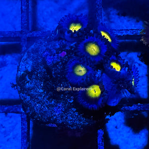 CE- WYSIWYG WWC AOI Zoa Zoanthid Frag Live Coral LPS SPS #R1GI10