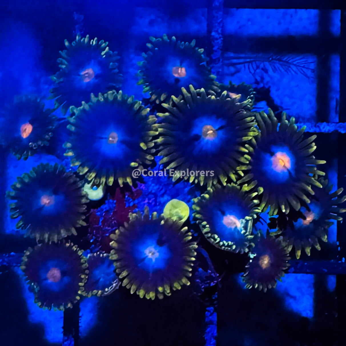 CE- WYSIWYG Blueberry Field Zoa Zoanthid Frag Live Coral LPS SPS #R1GI11
