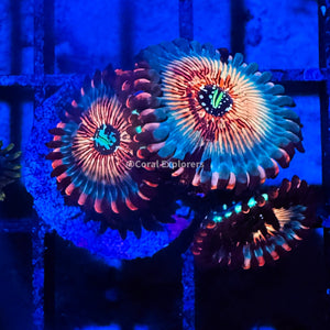 CE- WYSIWYG Seduction Zoa Zoanthid Frag Live Coral LPS SPS #R1GI12