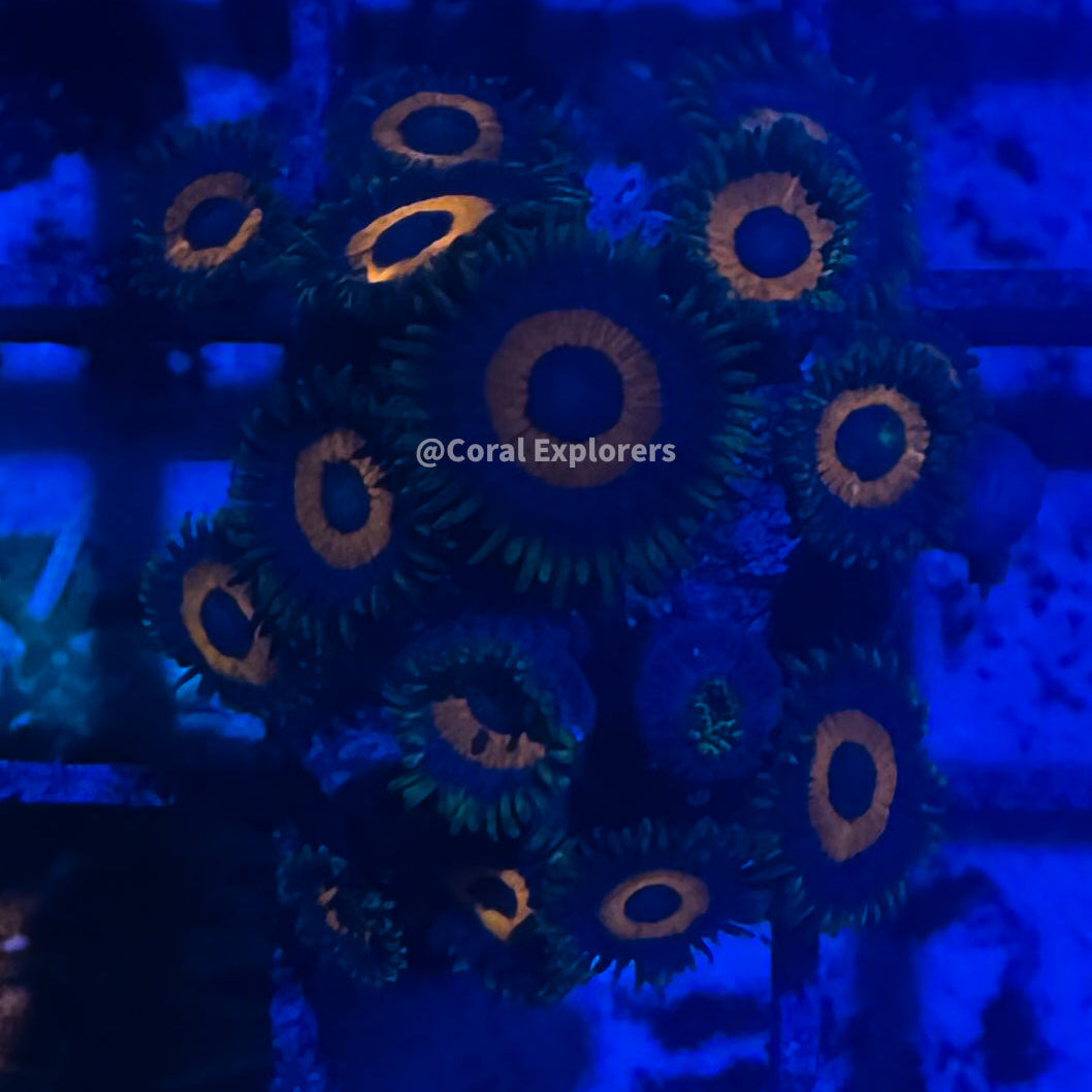 CE- WYSIWYG Whammin Watermelon Zoa Zoanthid Frag Live Coral LPS SPS #R1GI13